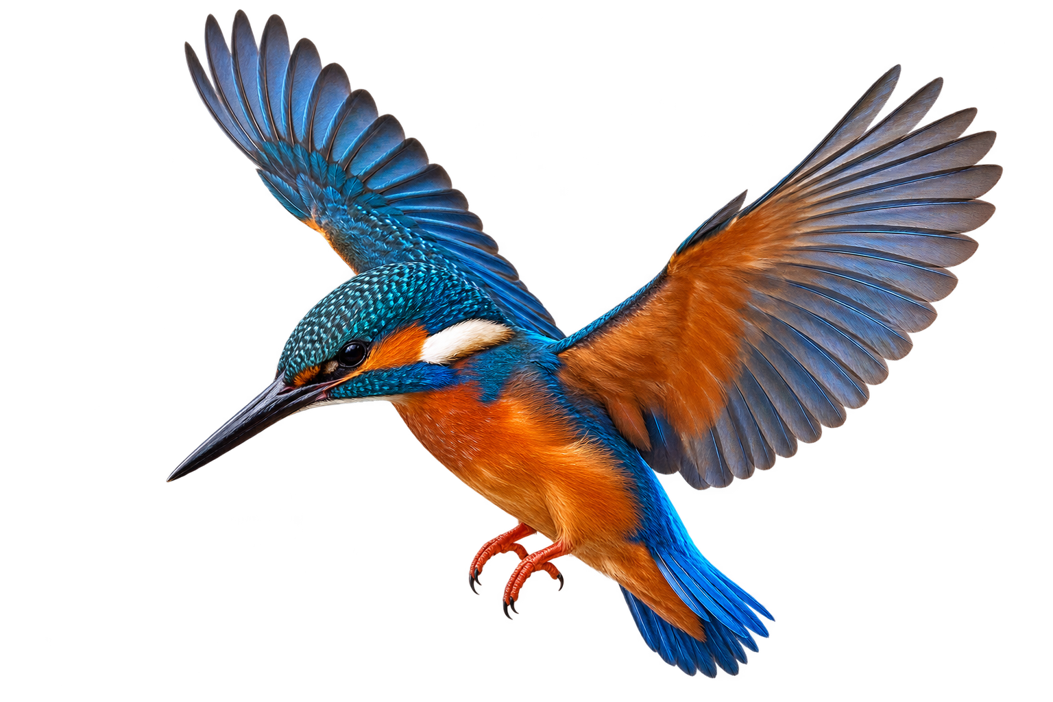 Eisvogel auf einem Ast im Hintergrund der Szene